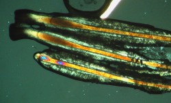 5°Modulo – Microscopia