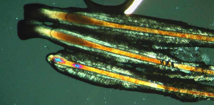 5°Modulo – Microscopia
