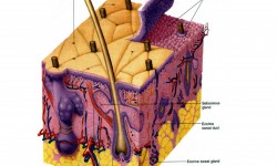 3°Modulo – Anatomia e Embriologia