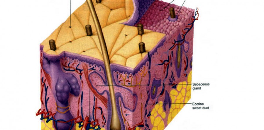 3°Modulo – Anatomia e Embriologia