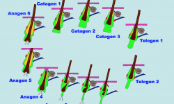 4°Modulo – Fisiologia