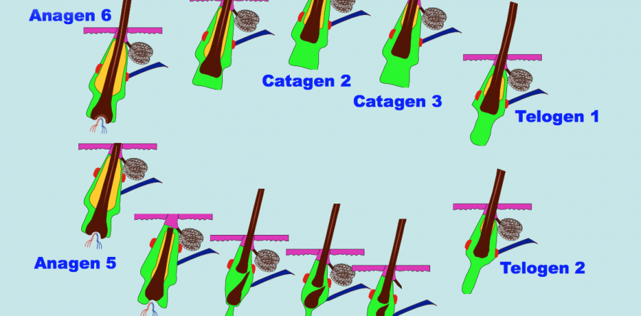 4°Modulo – Fisiologia